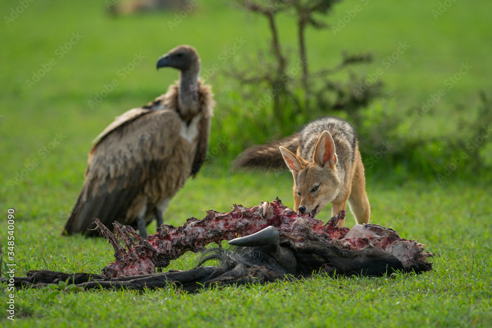 Vulture watches black-backed jackal eating wildebeest carcase Vulture watches black-backed jackal eating wildebeest carcase