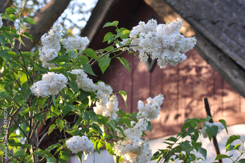fragrant white curly lilak flower at springtime on old rural garden