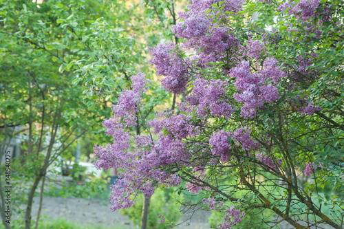 bush of fragrant curly lilak flower at springtime on old garden