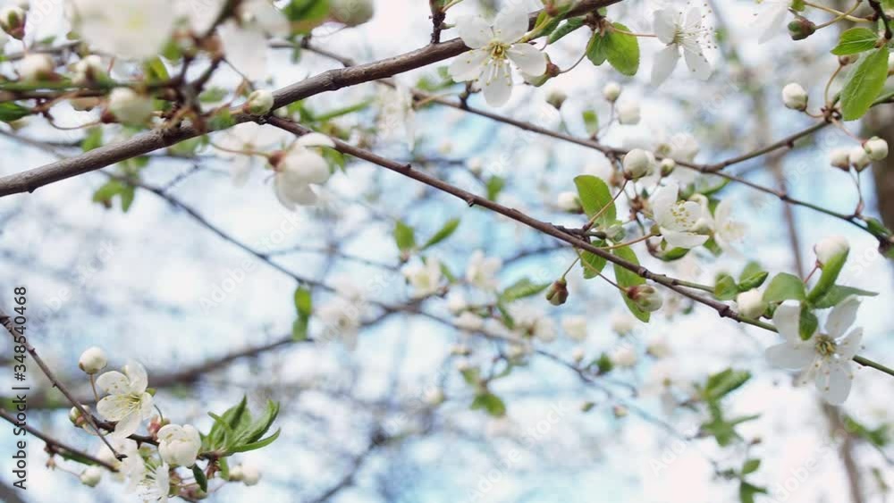white cherry blossoms on branches, swaying in the wind white cherry blossoms on branches, swaying in the wind