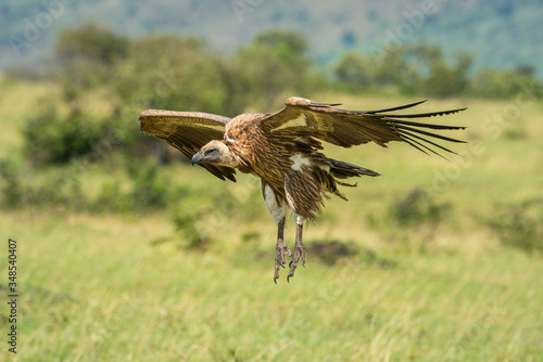 White-backed vulture about to land on savannah
