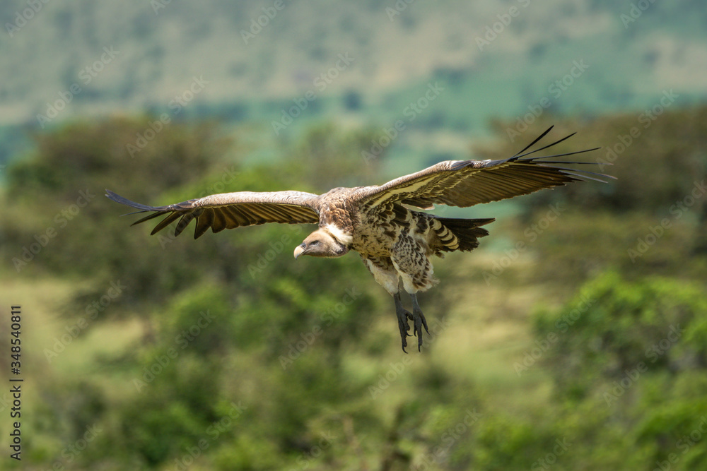 Fototapeta premium White-backed vulture glides over trees in savannah
