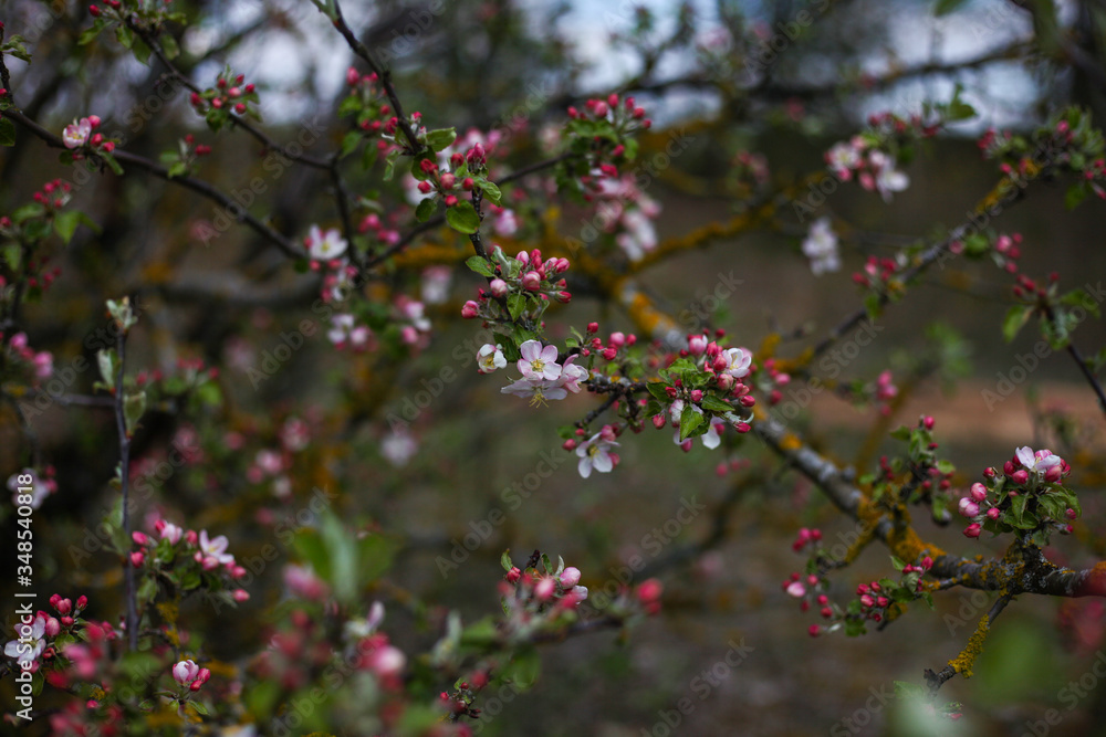 blooming apple tree branches ,spring background blooming apple tree branches ,spring background