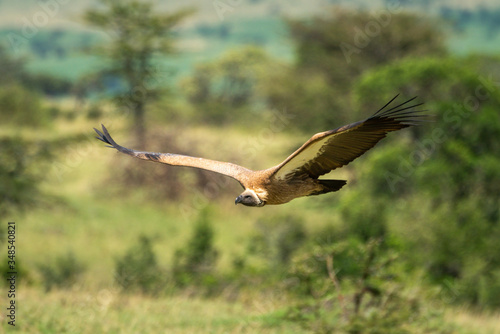 White-backed vulture glides past trees on savannah