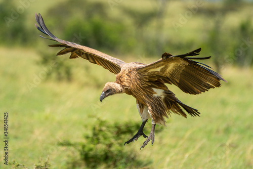 White-backed vulture gliding with legs stretched out photo