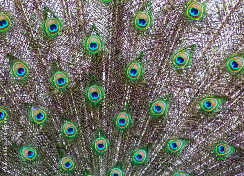 Obraz premium Peacock feathers close-up 