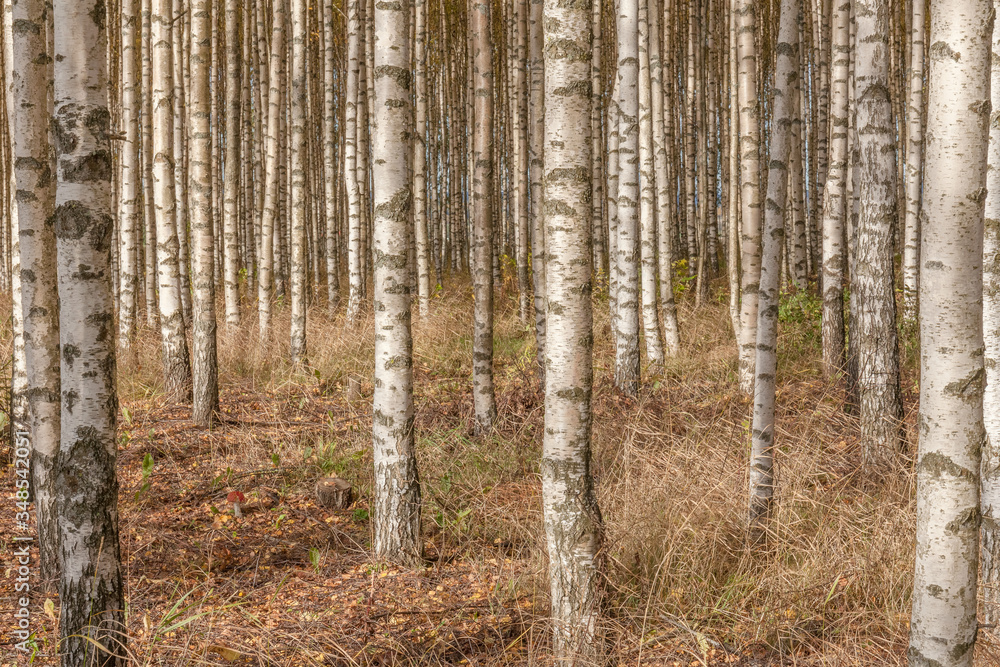 Birch trees on a bright sunny day. Abstract photo. Colorful textured background. long shutter speed, selective focus Birch trees on a bright sunny day. Abstract photo. Colorful textured background. long shutter speed, selective focus