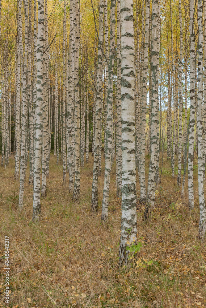 Birch trees with fresh green leaves in autumn. Sweden, selective focus Birch trees with fresh green leaves in autumn. Sweden, selective focus