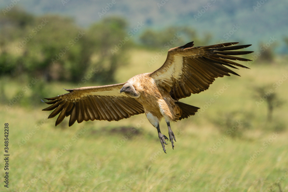 White-backed vulture with wings spread for landing White-backed vulture with wings spread for landing