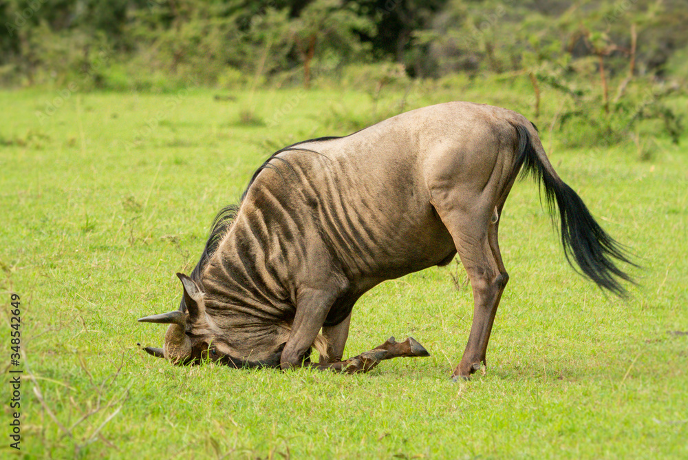 Fototapeta premium Wildebeest rests head on ground in savannah