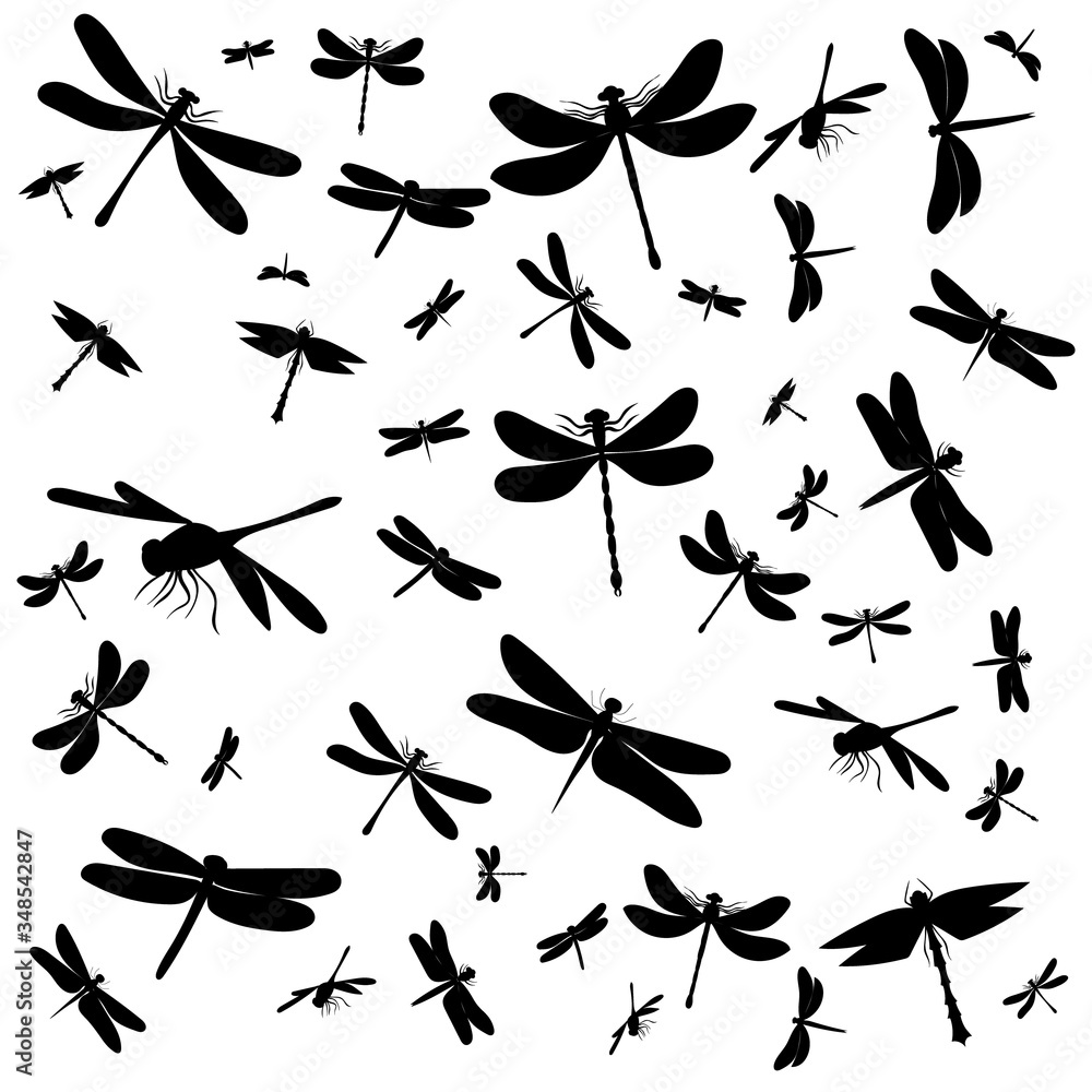 Fototapeta premium background silhouette dragonfly, insect on a white background