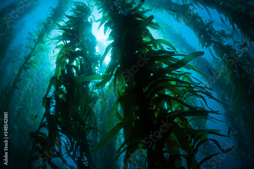 Giant kelp  Macrocystis pyrifera  grows in the cold eastern Pacific waters that flow along the California coast. Kelp forests support a surprising and diverse array of marine biodiversity.