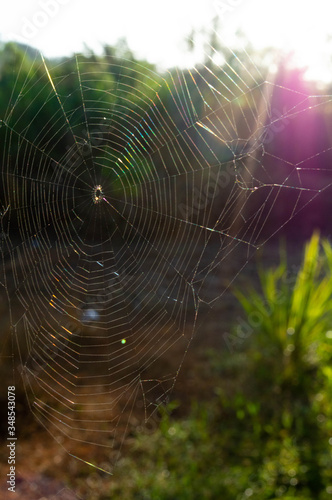 spider web in the morning