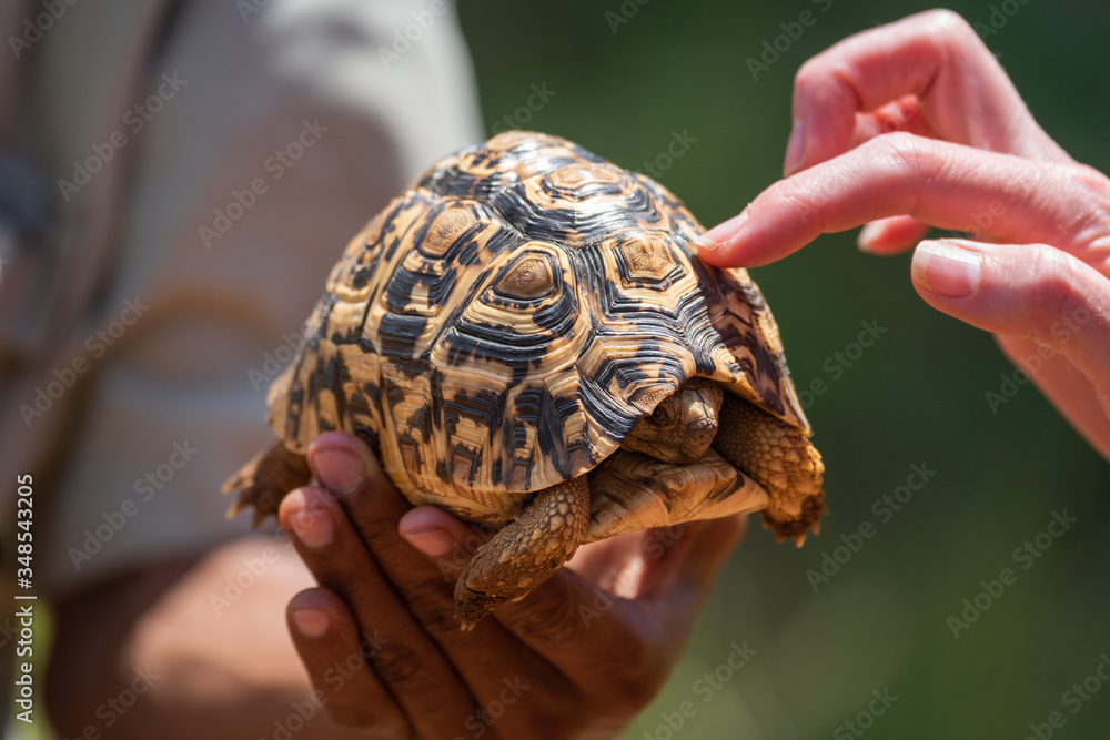 Woman touches leopard tortoise shell with finger Woman touches leopard tortoise shell with finger