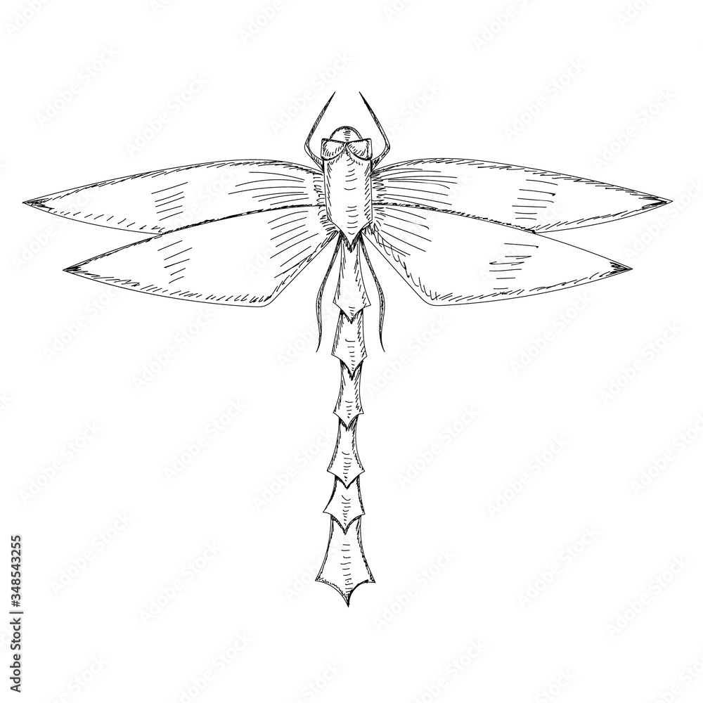 isolated, sketch dragonfly, insect on a white background isolated, sketch dragonfly, insect on a white background