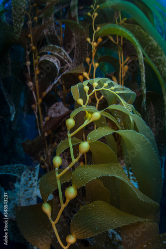 Fototapeta Naklejka Na Ścianę i Meble -  Giant kelp, Macrocystis pyrifera, grows in the cold eastern Pacific waters that flow along the California coast. Kelp forests support a surprising and diverse array of marine biodiversity.