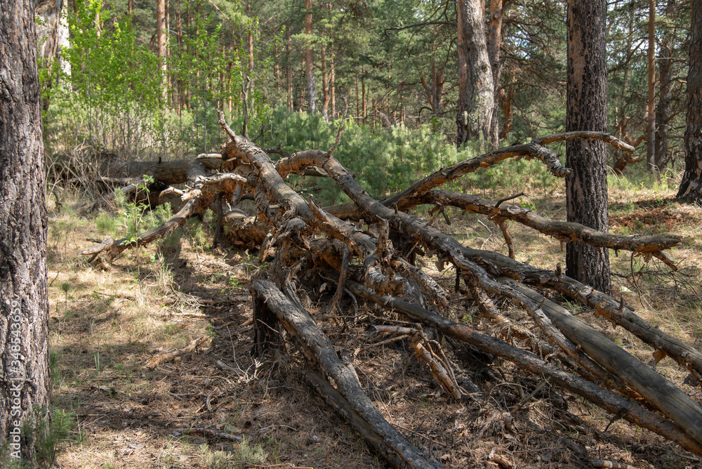 A fallen tree in a pine forest