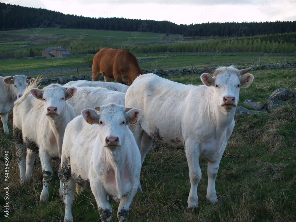 cows cows