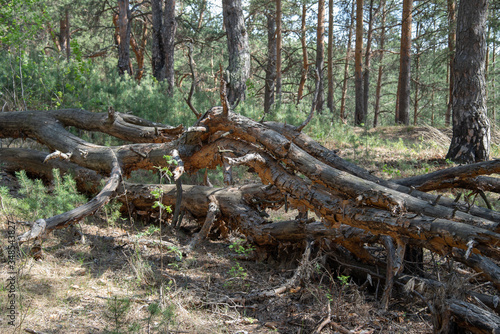 A fallen tree in a pine forest
