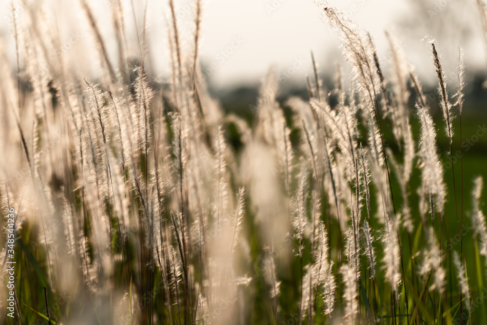 Selective focus. Imperata cylindrica (L.) Raeusch. The mature flower of grass is white beautiful like cotton wool. Get the warm in evening sunshine on the meadow. Selective focus. Imperata cylindrica (L.) Raeusch. The mature flower of grass is white beautiful like cotton wool. Get the warm in evening sunshine on the meadow.