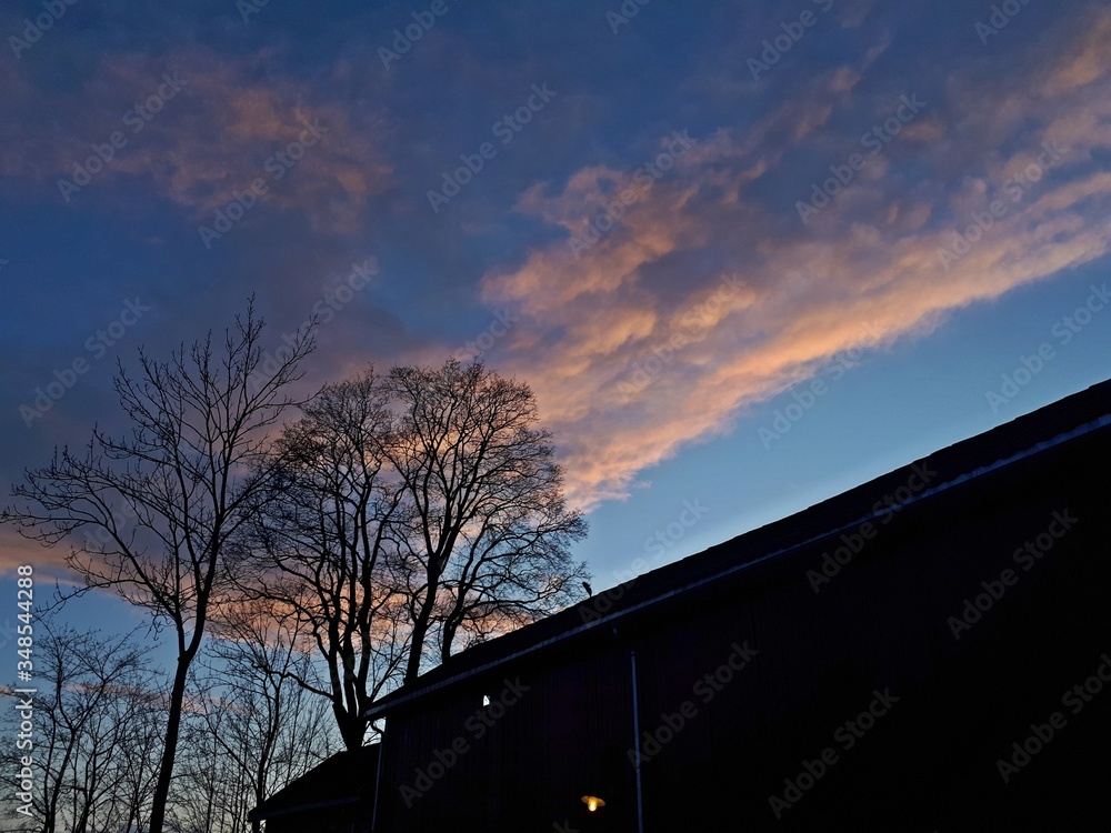 Obraz premium Silhouette of a tree against the backdrop of sunset - Oslo 