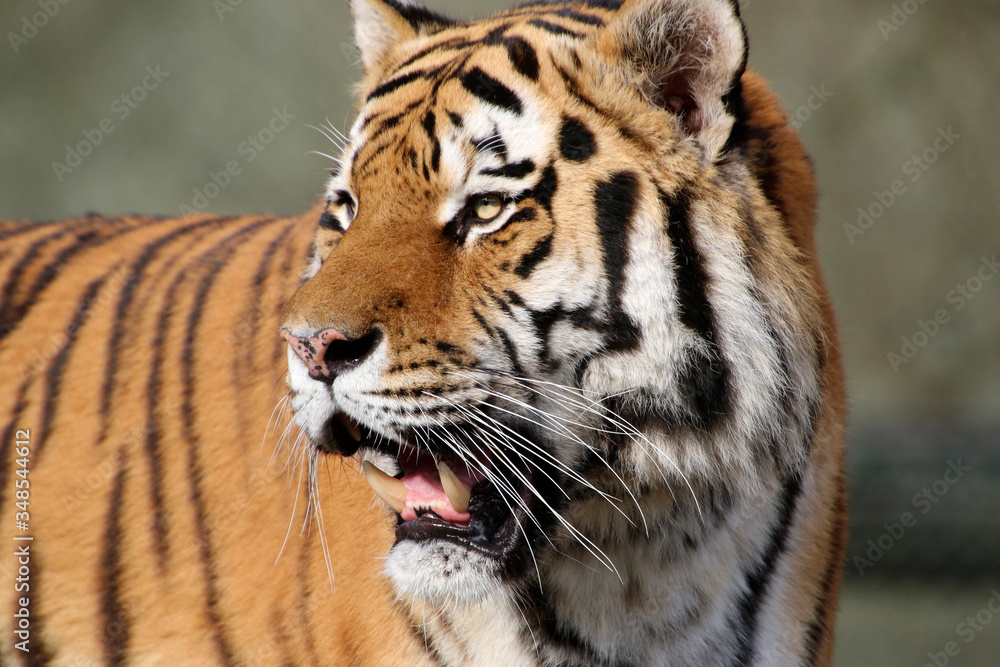 Obraz premium Sibirische Tiger (Panthera tigris altaica) auch Amurtiger oder Ussuritiger, Portrait