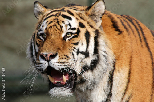  Sibirische Tiger  Panthera tigris altaica  auch Amurtiger oder Ussuritiger   Portrait
