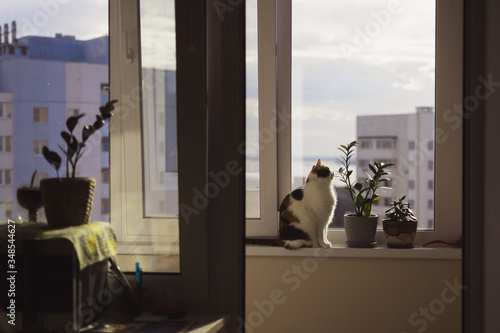 cat looking out window