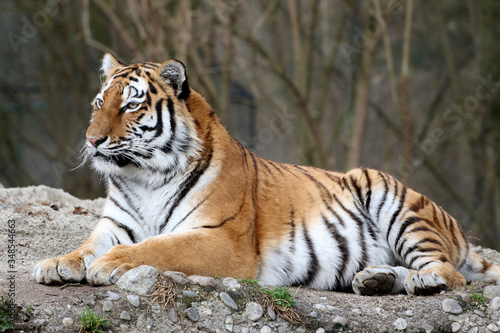 Sibirischer Tiger  Panthera tigris altaica  auch Amurtiger oder Ussuritiger  liegt am Boden
