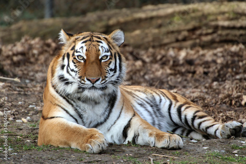 Fototapeta Naklejka Na Ścianę i Meble -  Sibirischer Tiger (Panthera tigris altaica) auch Amurtiger oder Ussuritiger, liegt am Boden