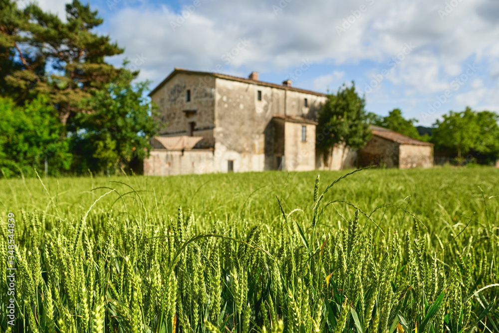 green wheat field and sunny day at agricultural farm green wheat field and sunny day at agricultural farm