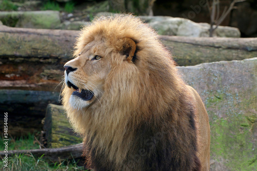  Löwe (Panthera leo) Männchen mit Mähne, Portrait