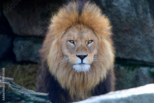  Löwe (Panthera leo) Männchen mit Mähne, Portrait
