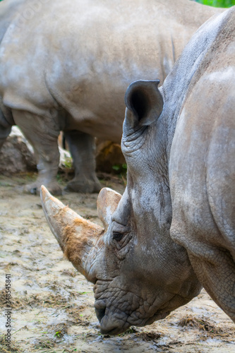 A large rhinoceros stands sideways