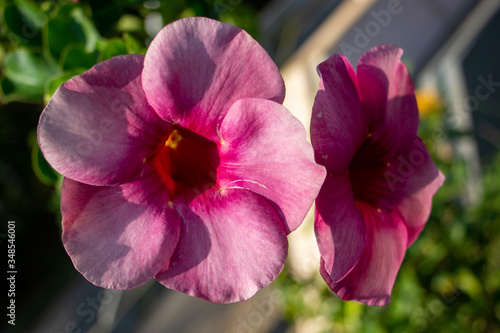 Pink Impatiens walleriana flowers in twin