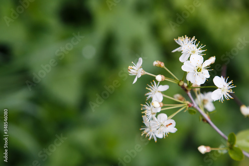 photo of blossoming tree brunch with white flowers