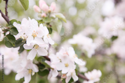 Apple trees flowers. the seed-bearing part of a plant  consisting of reproductive organs
