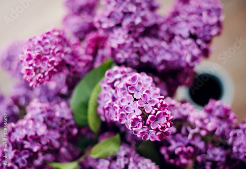 purple lilac flowers