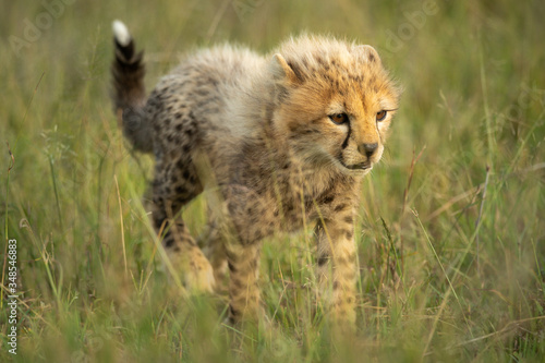 Young cheetah cub walks through long grass