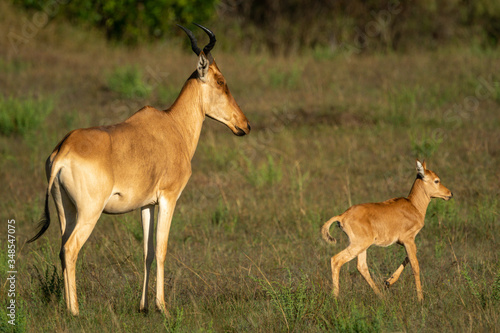 Young hartebeest leaves mother in sunlit savannah photo