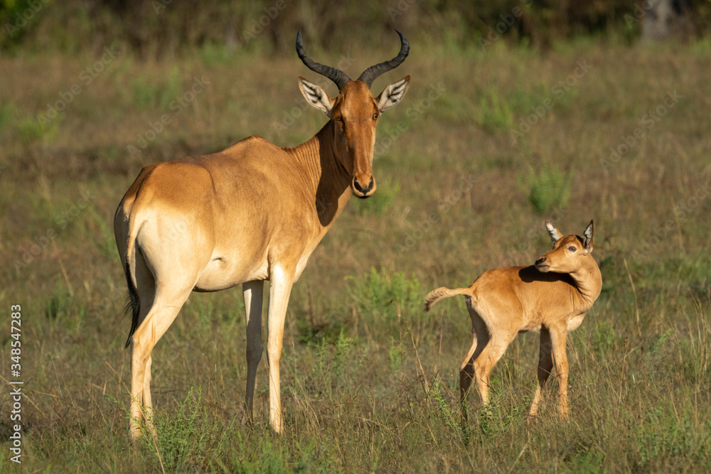 Young hartebeest turns to mother in grass Young hartebeest turns to mother in grass