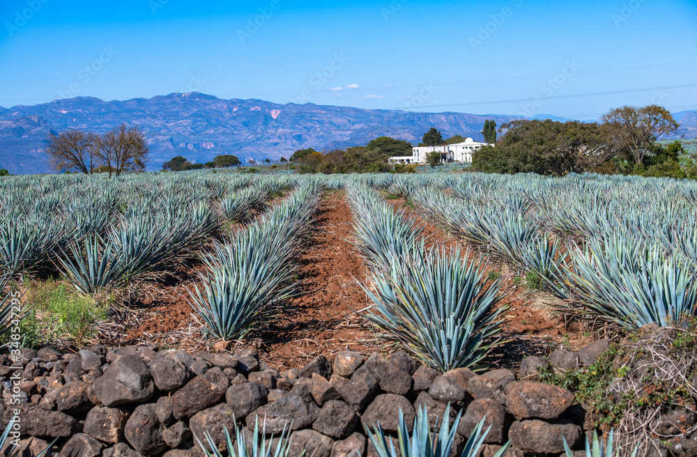 Blue Agave field in Tequila, Jalisco, Mexico Stock Photo Adobe Stock