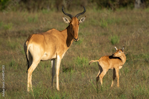 Young hartebeest turns to mother in grass photo