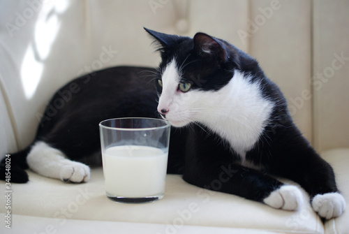 Lying black white catwith glass of milk photo