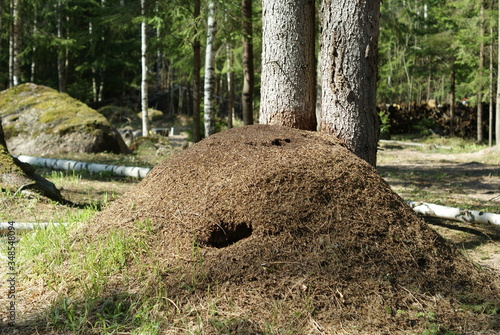 Obraz na plátně big anthill in pine forest