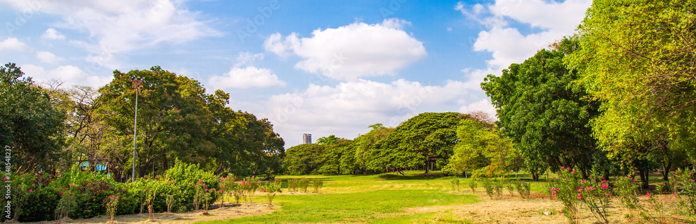 Panoramic picture greenery of many tropical tree growing on meadow against blue sky with fluffy clouds in the city.