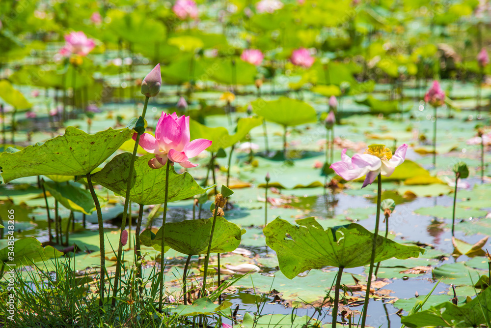 A pink lotus with leaves in peachful lotus pond at public park in summer A pink lotus with leaves in peachful lotus pond at public park in summer