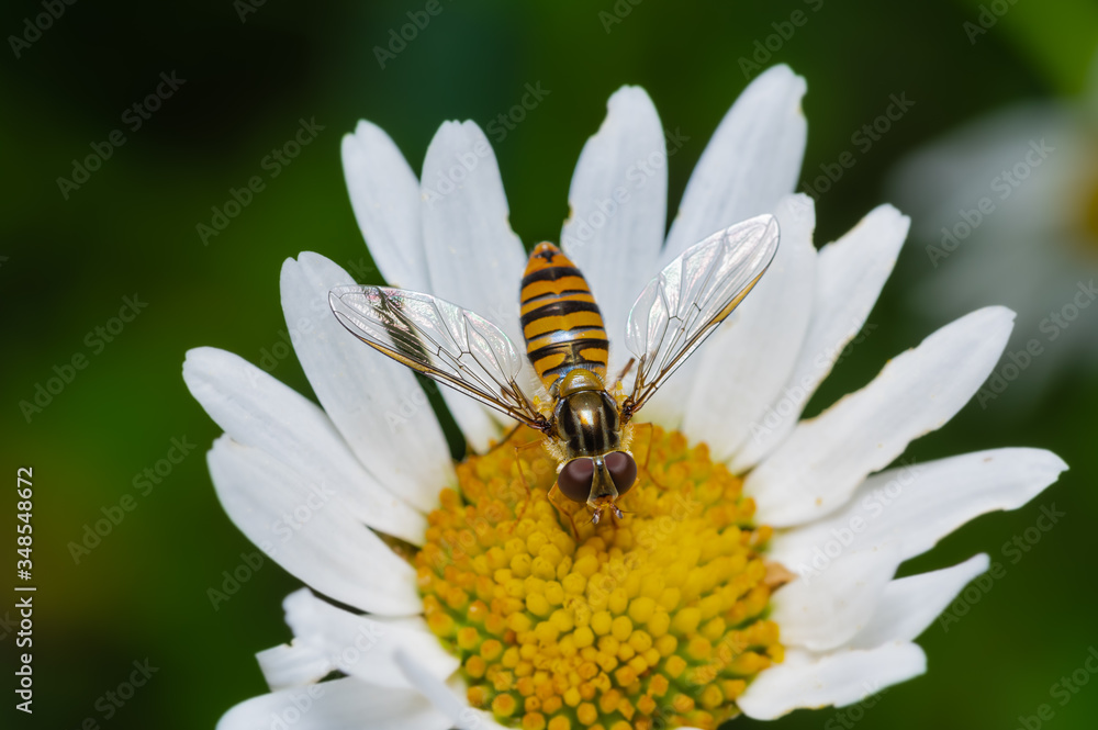 Schwebfliegen, Syrphidae, makroaufnahme Schwebfliegen, Syrphidae, makroaufnahme
