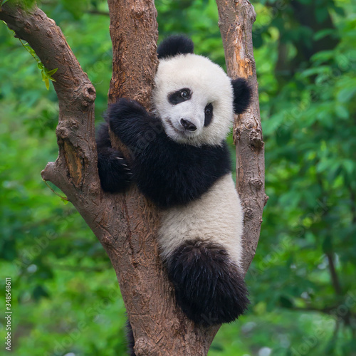 Cute giant panda bear climbing in tree photo