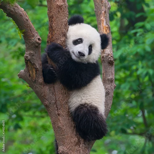 Obraz Cute giant panda bear climbing in tree